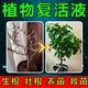 植物生根復(fù)活液大樹(shù)枯樹(shù)黃葉成活液爛根爛苗生根劑花卉通用營(yíng)養(yǎng)液 一瓶裝【落葉爛根】