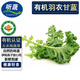 聽蔬 有機(jī)羽衣甘藍(lán)1斤/半斤  新鮮采摘無(wú)農(nóng)殘激素 有機(jī)認(rèn)證榨汁食材匯 500g（1斤）