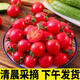 京源采現摘圣女果小番茄5斤西紅柿新鮮水果酸甜櫻桃番茄孕婦產(chǎn)地直發(fā) 5斤精品裝【店長(cháng)推薦】?jì)糁?.7斤