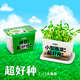 ECOEY兒童種植小盆栽幼兒園玩具水培蔬菜盒子小學(xué)生創(chuàng  )意種植簡(jiǎn)單易存活 綠豆