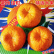 夢(mèng)茜兒浙江椪柑 衢州蘆蜜橘子9斤新鮮碰柑應(yīng)當(dāng)季桔水果中大果整箱 5斤 特大