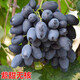 HUAHUIYOU藍寶石葡萄苗 新品種 特大 葡萄樹苗 玫瑰 盆栽南方種植 北方品種 紫甜無核【8年苗-當年結(jié)果】 80cm(含)-89cm(含)