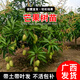 君揚廣西芒果樹(shù)苗 青皮芒果嫁接苗臺農貴妃澳芒 家庭盆栽金煌桂七凱特 四季蜜芒果苗 四年苗110-130CM高(帶土帶葉)