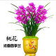 艾瑩超香名貴蘭花【金玉滿(mǎn)堂】濃香大花朵盆栽室內花卉建蘭綠植蘭草 桃花5苗連體