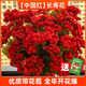 農(nóng)民老史金狐貍長(zhǎng)壽花盆栽四季開(kāi)花卉綠植室內(nèi)植物四季好養(yǎng)重瓣大花苗多肉 【中國(guó)紅】長(zhǎng)壽花（原土盆）