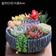 穗桓（SUIHUAN）多肉植物組合套餐含盆帶土栽種好成品發(fā)貨辦公桌陽臺盆栽花卉 條紋水泥盆 - 黑盆 組合 栽好
