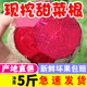 囧仙子甜菜根新鮮現(xiàn)挖5斤甜菜頭紅甜菜農(nóng)產(chǎn)品蔬菜紅菜頭蘿卜