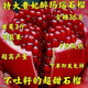嫁接特大石榴樹(shù)苗軟籽無(wú)籽早熟新品種盆栽地栽南北方種植當年結果 2年苗【好成活】1顆