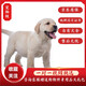 咯咪純種拉布拉多犬活體寵物狗拉布拉多幼犬尋回犬導(dǎo)盲犬小狗 寵物級(jí)