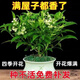 夜來香花樹苗夜來香盆栽花卉植物室內(nèi)驅(qū)蚊花苗濃香四季開花吸甲醛 特大苗2顆【當(dāng)年開花爆滿】+送肥