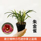 劉閣蘭花南靖金邊蘭花雪女現帶花苞出售建蘭四季蘭花苗好養花卉名品 朱金雀4苗連體