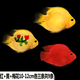 活體寵物熱帶觀(guān)賞魚(yú)元寶黃財神發(fā)財魚(yú)中大型魚(yú)活體黃金鸚鵡魚(yú)包活 10-12cm紅+黃+花各3條共9條