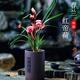 蘭花苗 春蘭紅帝荷蘭花盆栽 冬帶花苞濃香型好養活室內花卉綠植 紅帝荷6苗，配簡(jiǎn)易盆土肥