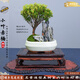 潮裕盆景紅楊木室內(nèi)外老樁真樹綠植盆栽辦公室庭院陽臺四季常青 紅楊盆景31 帶盆栽好