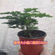 云竹盆栽文竹球唐山云竹矮生文竹矮云竹云松竹辦公室盆栽綠植云隱2 01原盆原土 帶盆栽好