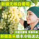 驕瑰新疆葡萄新鮮 吐魯番無核白葡萄新疆三色玻璃脆馬奶提子新鮮水果 新疆無核白葡萄 凈重 4.5斤 帶箱5斤 精品果【80%選擇超劃算】