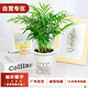 櫻霞袖珍椰子富貴椰子小盆栽綠植盆栽 袖珍椰子一盆（含盆）