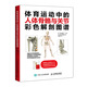 體育運(yùn)動(dòng)中的人體骨骼與關(guān)節(jié)彩色解剖圖譜(人郵體育出品)