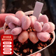 兩腿跑多肉植物帶盆小老樁多頭精品多肉紅寶石桃蛋烏木盆栽花卉帶盆栽好 桃蛋(2-3頭) 塑料盆栽好發(fā)貨