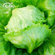 壽禾 結(jié)球生菜種子包心園圓生菜球生菜西餐沙拉醬西生菜四季青疏菜籽 結(jié)球生菜種子 5g/早熟盛收