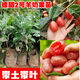 漢塘羊奶果樹(shù)苗純甜無(wú)酸德甜2號當年結果羊奶果樹(shù)耐冬耐凍南北方四季 羊奶果苗50厘米高1棵 基地直銷(xiāo)