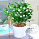 【雅之典】重瓣茉莉花盆栽室內(nèi)觀花植物四季好養(yǎng)帶花苞開花不斷綠植 茉莉花10-12顆【大號敞口盆】 好養(yǎng)活