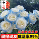 申堰【2顆】碎冰藍玫瑰玫瑰老樁花卉綠植盆栽陽(yáng)臺花卉玫瑰花盆栽室內 2年小苗/共【1顆】