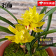劉閣蘭花蘭花苗 春蘭牡丹型奇花 黃金牡丹 冬帶花苞出售好養(yǎng)花卉室內(nèi)盆栽 5苗連體裸根