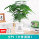 綠有意綠植盆栽多肉花卉盆栽植物室內桌面水培綠植辦公室客廳植物懶人 文竹（文雅瀟灑）