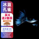 森悠（SARYOR）孔雀魚純種觀賞魚小型淡水好養(yǎng)熱帶魚活體斑馬金魚鳳尾魚繁殖 冰藍(lán)2對+1對防損【3公3母】