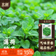 北蔬 薄荷種子可食用驅蚊四季種植陽(yáng)臺盆栽蔬菜籽 香薄荷種子約一千粒