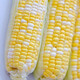 壽禾 超甜水果玉米種子大全紫糯黑甜糯可生食粘甜種孑秋冬季壽光蔬菜 [黃白]金輝甜玉米種子100g