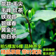 批發(fā)正宗安吉白茶茶葉樹(shù)苗龍井茶苗南方種植四季可栽茶樹(shù)苗 龍井43 3年苗5顆