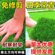 鑫意草坪種子四季青綠化護(hù)坡草坪草籽狗牙根黑麥草綠化草籽多年生種子 混播四季青草坪種子1斤