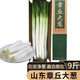 章丘特級(jí)大蔥 山東大蔥新鮮長蔥白甜蔥生吃東北正宗特產(chǎn)時(shí)令 5斤凈蔥