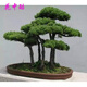 花中酷室內觀(guān)賞迎客松黃山松盆景 假山松造景常綠植物綠植 蓬萊松種子20粒+肥料