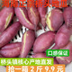 海南橋頭地瓜寶寶果板栗紅薯富硒橋頭鎮發(fā)貨 一斤13個(gè)左右 小小地瓜2斤裝 金黃