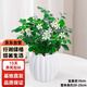 行湘九里香水培綠植桌面綠植盆栽盆景+白色南瓜塑料吸水盆 源頭直發(fā)