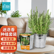 IAM City Farmer迷迭香DIY植物種植可食用趣味盆栽廚房香草兒童陪伴種植盆栽10087