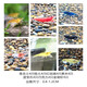春瑞黑殼蝦水族箱水草缸清潔除藻工具淡水觀(guān)賞蝦大和藻蝦寵物活體飼料 7種蝦各4只