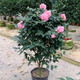 沁茗毓香妃茶花樹苗盆栽帶花苞花卉四季開花室內(nèi)外好養(yǎng)五色赤丹濃香植物 香妃茶花 八年苗