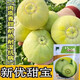 福順德【甜瓜苗】香瓜苗甜瓜秧苗綠寶甜瓜苗羊角蜜瓜苗白皮甜瓜苗易成活新優(yōu)甜寶香瓜苗5棵苗+肥
