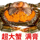 福建紅樹(shù)林生態(tài)青蟹鮮活全母紅鱘膏蟹包滿膏包肥包活凈重海鮮禮盒