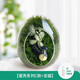 綠蔭巷子苔蘚微景觀生態(tài)瓶私人草坪桌面迷你盆栽辦公室創(chuàng)意教師節(jié)禮物神奇 【成品】蛋殼微景C款+公仔龍貓