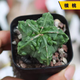 迎虞花苑實(shí)生無(wú)刺球球可愛(ài)仙人球奇異稀有多肉植物開(kāi)花組合辦公室花卉盆栽 琉璃核桃鸞鳳玉