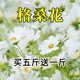 簡(jiǎn)雪花卉種子花籽四季種易活四季開(kāi)花室外鮮花盆栽種植庭院室內多年生 白色波斯菊種子1斤