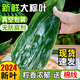 堡蘭特粽葉新鮮特大包粽子的葉子粽子葉大葉 新鮮野生棕葉子大號 100片【精品大葉10cm以上】送繩
