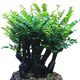 鶯鶯燕燕黑骨茶盆景樹苗花卉盆栽辦公室植物黑骨茶樹樁四季常青耐寒綠植 大號(hào)高40CM左右5-6根 原盆原土發(fā)貨