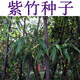 譽(yù)滿(mǎn)園（yumanyuan）竹子種子毛竹種子青竹苗紫色竹子紫竹種子楠竹小葉金鑲玉竹種子