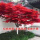 花e流日本紅楓樹(shù)苗四季紅舞姬老樁地栽庭院別墅綠化植物大樹(shù)中美國紅楓 中國紅【2公分粗】